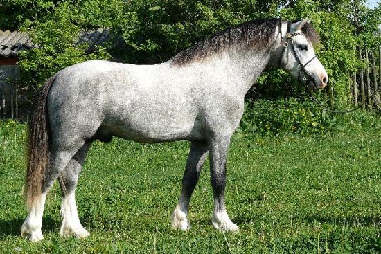 Welsh mountain pony - GOLDMANE RED ALERT Welsh mountain pony - GOLDMANE RED ALERT