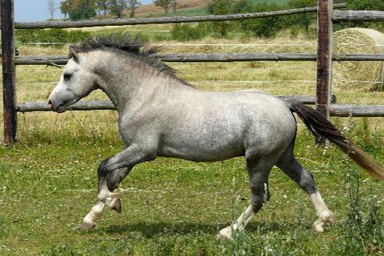 Welsh mountain pony - GOLDMANE RED ALERT Welsh mountain pony - GOLDMANE RED ALERT