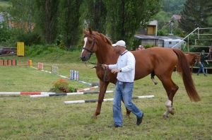 Plemenný hřebec českého teplokrevníka Rico-HF
