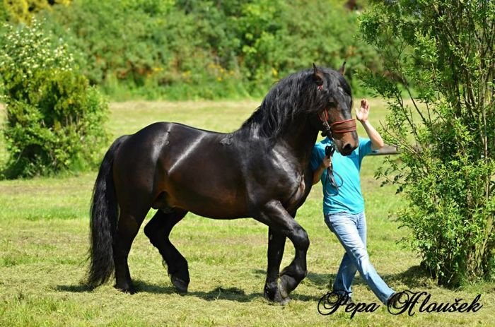 Plemenný hřebec slezského norika Baramis Plemenný hřebec slezského norika Baramis