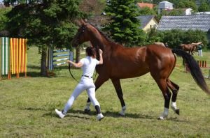 Baby - Šampionka 3-letých teplokrevných klisen 