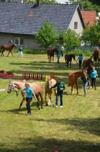 Kategorie 3letých klisen