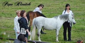 welsh mountain pony Trawel Regina
