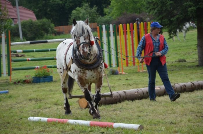 Jan Blizňák a hřebec Nagan v ukázce tahu Jan Blizňák a hřebec Nagan v ukázce tahu