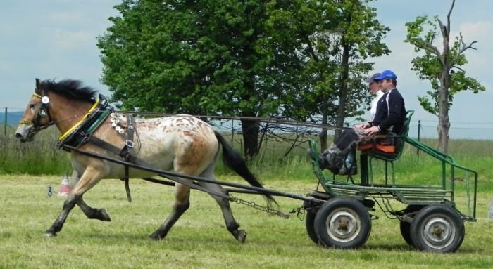 Dara - vítězka zkoušek