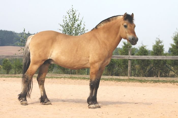 Fjordský kůň - BALONY I - 88 Fjordský kůň - BALONY I - 88