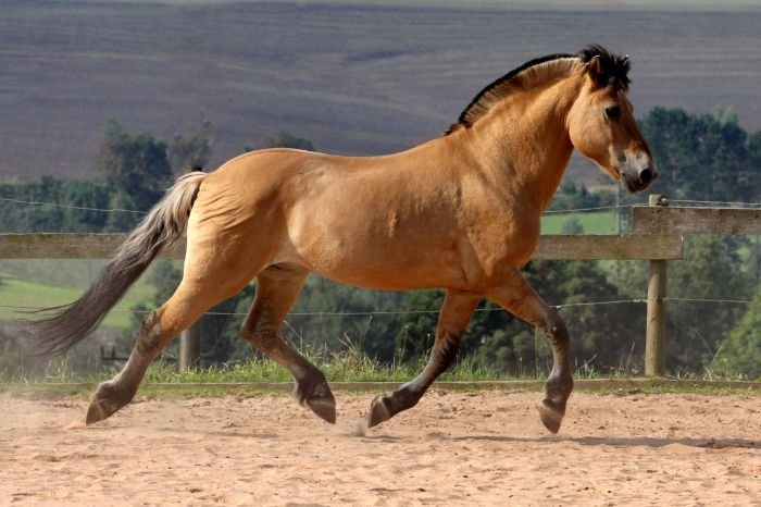 Fjordský kůň - BALONY I - 88 Fjordský kůň - BALONY I - 88