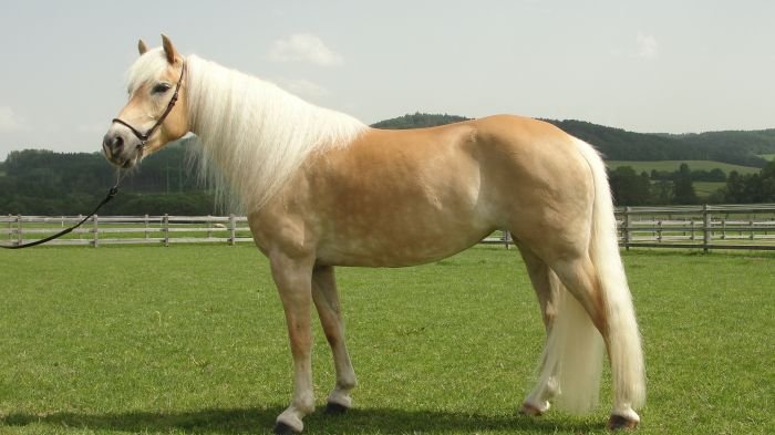 Hafling - DESIDERIA Hafling - DESIDERIA