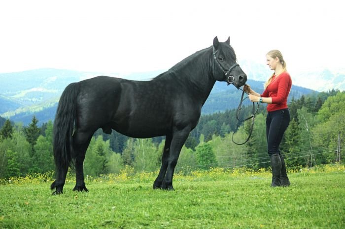 Huculský kůň - 1973 GORAL ZIPP Huculský kůň - 1973 GORAL ZIPP