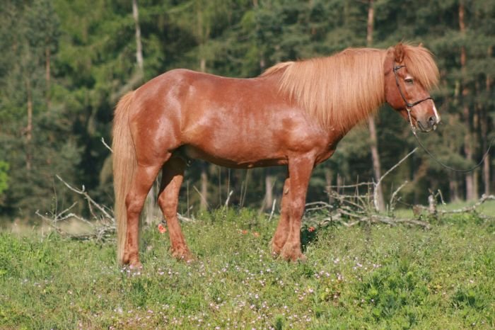 Islandský kůň - DUX VOM NAHETAL Islandský kůň - DUX VOM NAHETAL