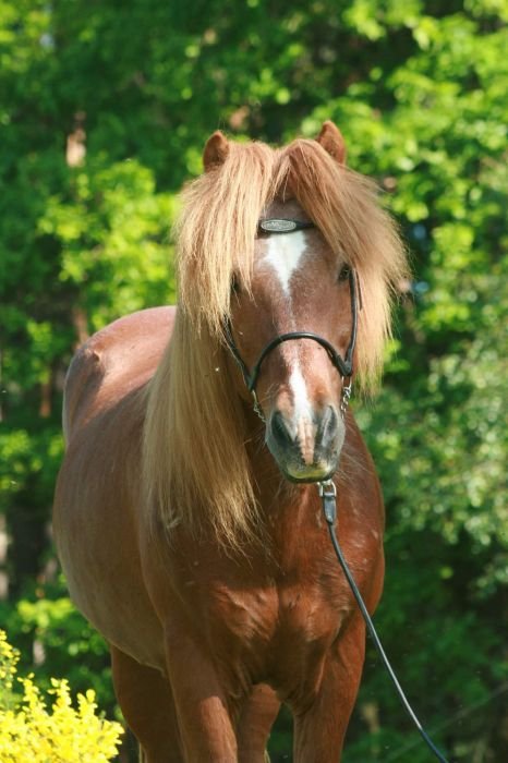Islandský kůň - DUX VOM NAHETAL Islandský kůň - DUX VOM NAHETAL