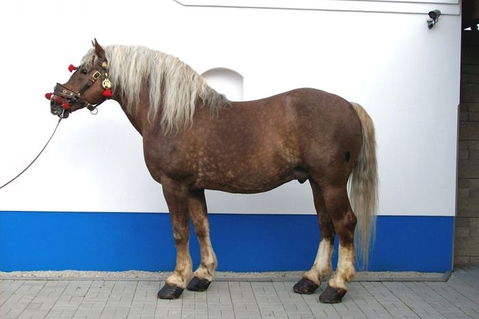 Českomoravský belgický kůň - 2882 SAGÍR Českomoravský belgický kůň - 2882 SAGÍR