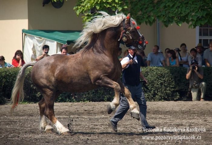 Českomoravský belgický kůň - 2882 SAGÍR Českomoravský belgický kůň - 2882 SAGÍR
