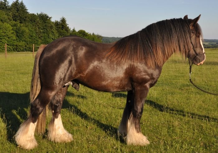 Irský cob - BASTIEN HABRŮVKA Irský cob - BASTIEN HABRŮVKA