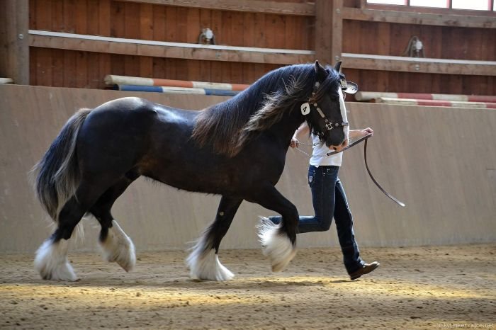 Irský cob - BASTIEN HABRŮVKA Irský cob - BASTIEN HABRŮVKA