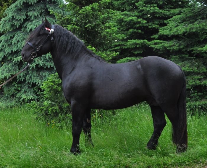 Norický kůň - 43/241 GRAND Norický kůň - 43/241 GRAND