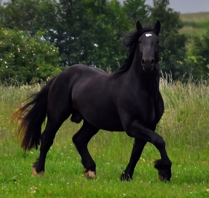 Norický kůň - 43/241 GRAND Norický kůň - 43/241 GRAND