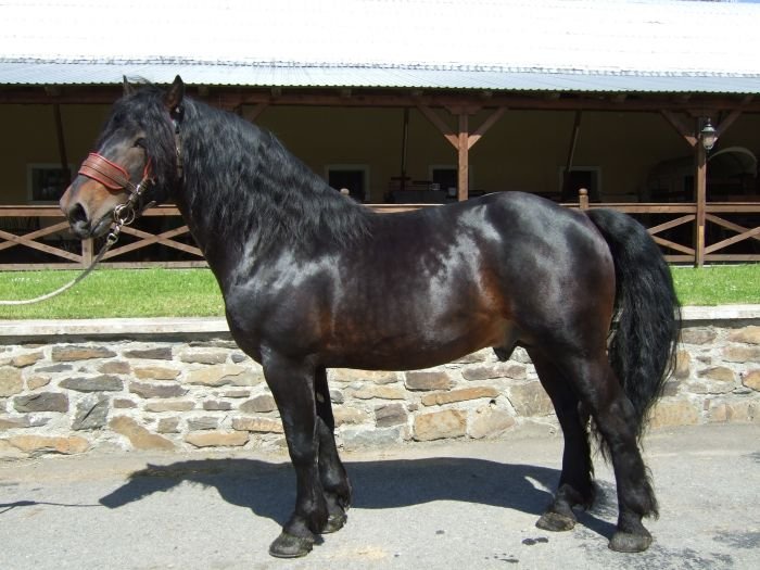 Slezský norický kůň - 1589 BARAMIS Slezský norický kůň - 1589 BARAMIS