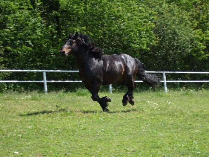 Slezský norický kůň - 1589 BARAMIS Slezský norický kůň - 1589 BARAMIS