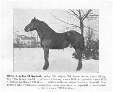 Obrazový materiál některých ze zakladatelů linií slezského norika se dochoval jen díky publikaci Quido Riedla. Obrazový materiál některých ze zakladatelů linií slezského norika se dochoval jen díky publikaci Quido Riedla.