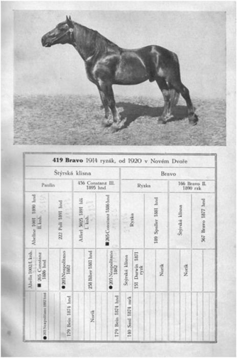 Základní list plemenného hřebce 419 BRAVO Základní list plemenného hřebce 419 BRAVO