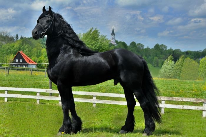 Fríský kůň - PIETER VAN DIPHOORN Fríský kůň - PIETER VAN DIPHOORN