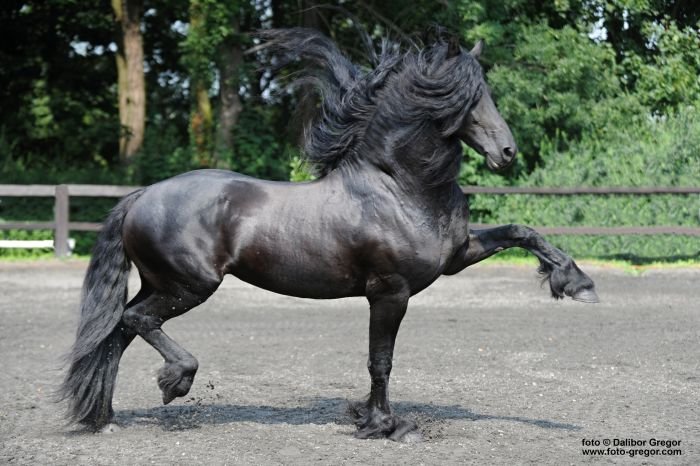 Fríský kůň - PIETER VAN DIPHOORN Fríský kůň - PIETER VAN DIPHOORN