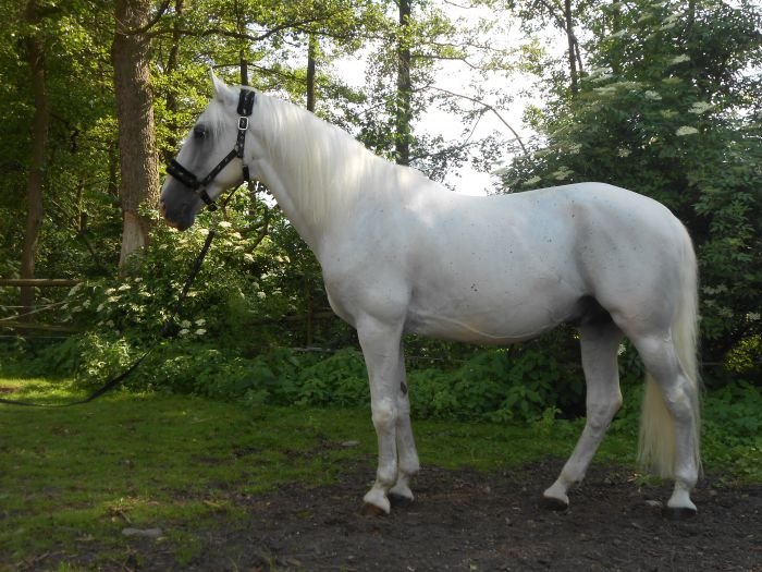 Lipický kůň - 2757 FAVORY III CZ Lipický kůň - 2757 FAVORY III CZ