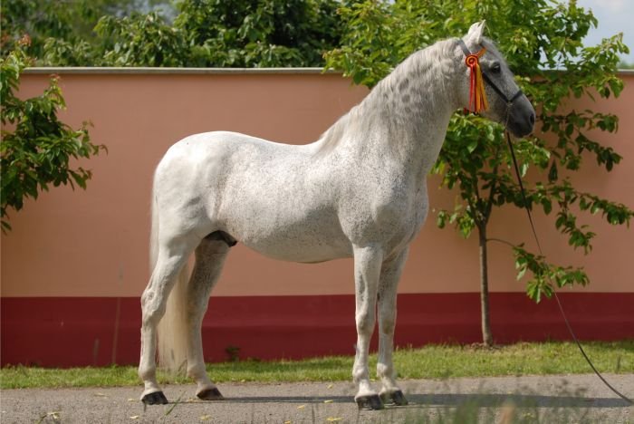 Pura Raza Espaňola (PRE) - FUSILERO III Pura Raza Espaňola (PRE) - FUSILERO III