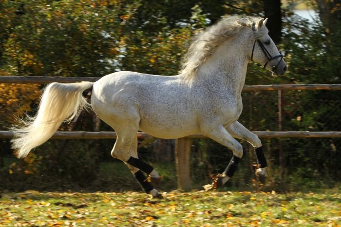 Pura Raza Espaňola (PRE) - FUSILERO III Pura Raza Espaňola (PRE) - FUSILERO III
