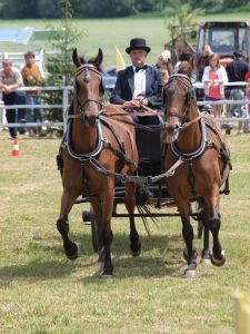 koně na zemědělské výstavě