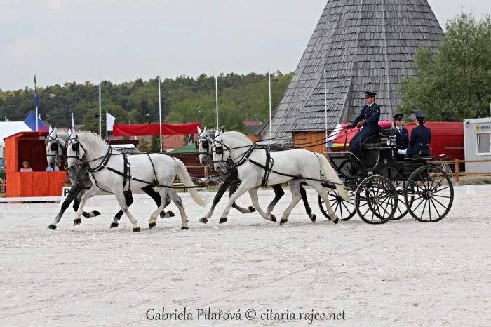 Jiří Nesvačil ml. při drezuře v Nemčicích Jiří Nesvačil ml. při drezuře v Nemčicích