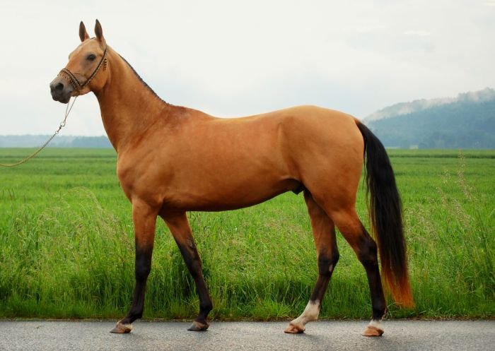 Achaltekinský podílový kůň - MYSHMYSH