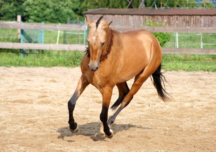 Achaltekinský podílový kůň - MYSHMYSH