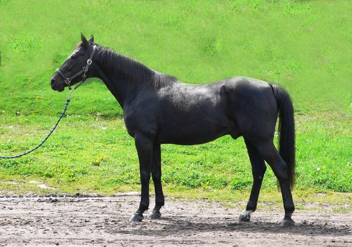 Americký klusák - SAN PELLEGRINO (US)