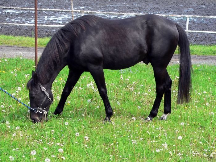 Americký klusák - SAN PELLEGRINO (US)