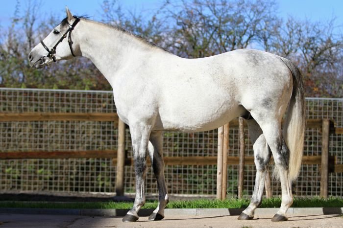 Anglický plnokrevník - MIDSHIPS (USA)