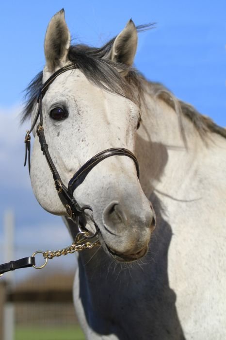 Anglický plnokrevník - MIDSHIPS (USA)