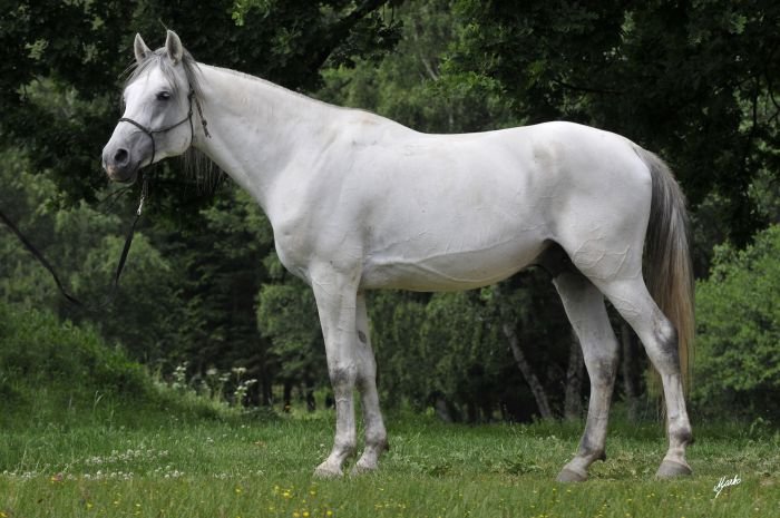 Shagya arab - 1689 SHAGYA VIII- CZ "TOBIEN"