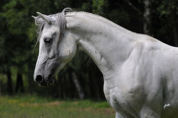 Shagya arab - 1689 SHAGYA VIII- CZ "TOBIEN"