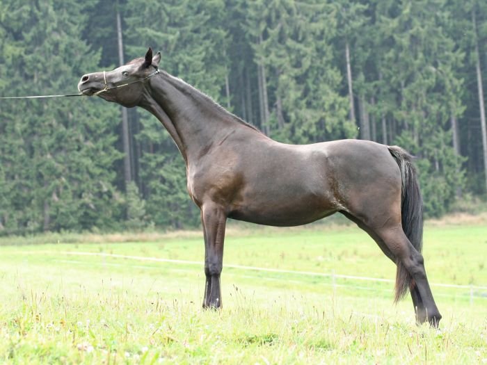 Arabský plnokrevník - USUREI