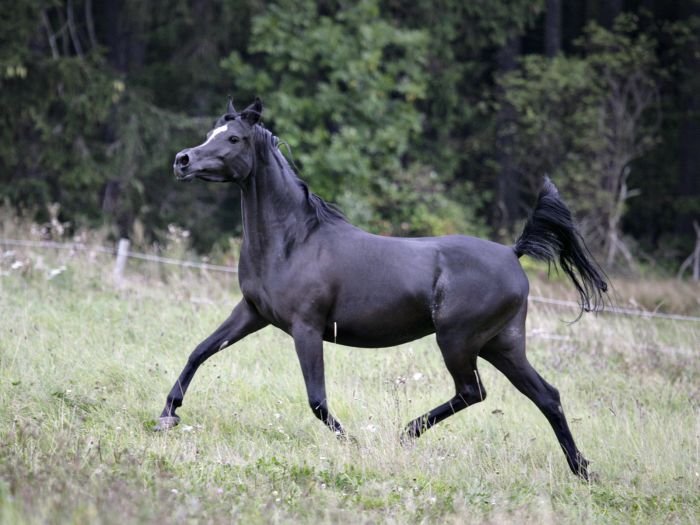 Arabský plnokrevník - USUREI