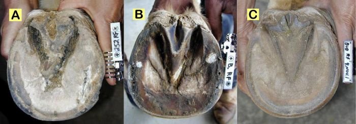 Změny na kopytě Změny na kopytě