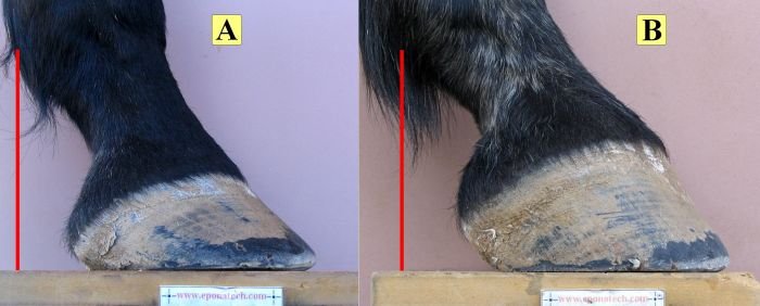 Rozdíly mezi kopyty Rozdíly mezi kopyty