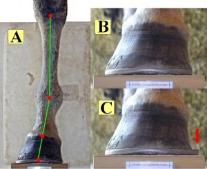 Nerovnováha kopyta Nerovnováha kopyta