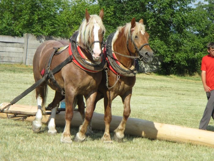 Jozef Halas a jeho klisny Jutyna a Adla Jozef Halas a jeho klisny Jutyna a Adla