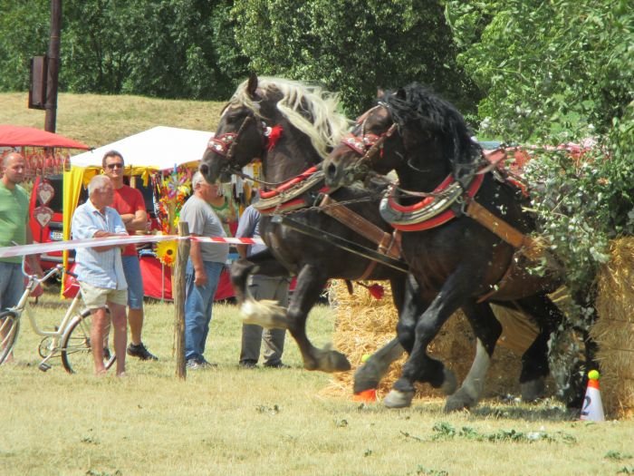 Miloš Bratko - vozatajská jízda Miloš Bratko - vozatajská jízda
