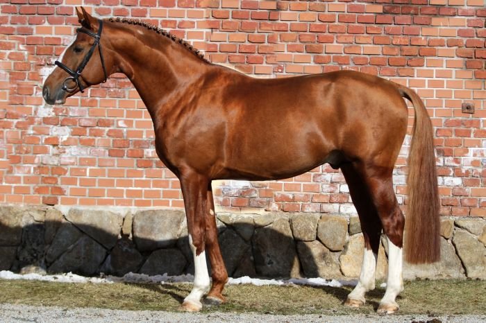 Český teplokrevník - 1558 GALANDRO ZH Český teplokrevník - 1558 GALANDRO ZH