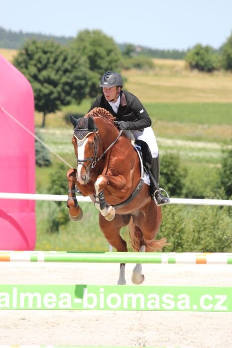 Český teplokrevník - 1558 GALANDRO ZH Český teplokrevník - 1558 GALANDRO ZH