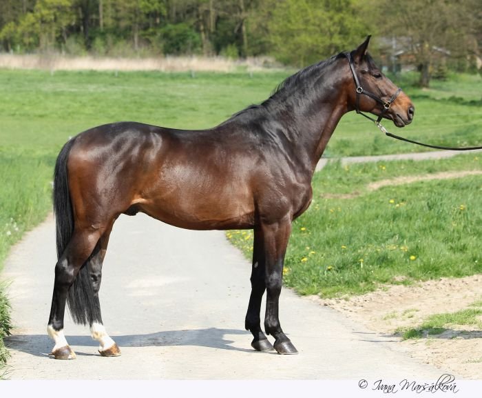 Český trakén - 79/154 QUINTAR Český trakén - 79/154 QUINTAR